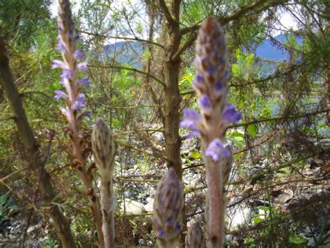 金剛拐功效|消失の草本植物 保健聖品 「金剛拐」與「茵陳蒿」共。